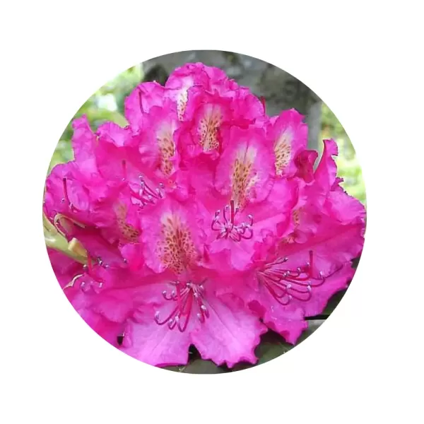 Рододендрон "Пірсес Амерікан Б'юті" (Rhododendron 'Pearce's American Beauty') (малиново-рожеві квіти з золотисто-жовтим крапом, рясноквітучий сорт)