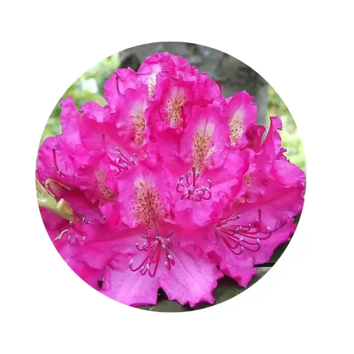 Рододендрон "Пірсес Амерікан Б'юті" (Rhododendron 'Pearce's American Beauty') (малиново-рожеві квіти з золотисто-жовтим крапом, рясноквітучий сорт)