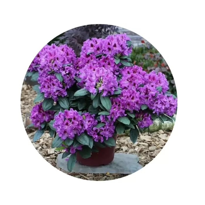 Рододендрон "Распутін" (Rhododendron 'Rasputin') (глибокі фіолетові квіти з майже чорною плямою, вічнозелений середньорослий сорт)