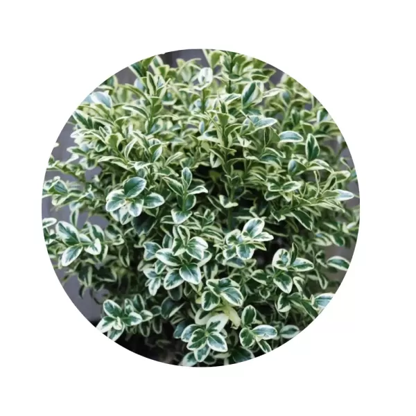 Самшит «Elegans» (Buxus sempervirens ‘Elegans’)