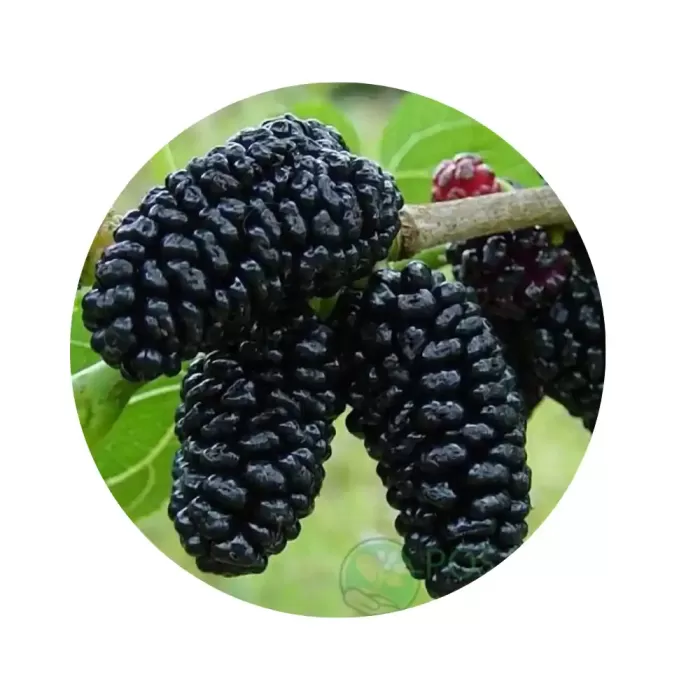 Шовковиця "Шеллі" (чорні солодкі великі ягоди, ранній сорт)