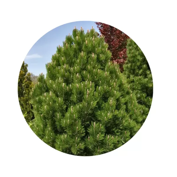 Сосна карликова боснійська (Pinus leucodermis)
