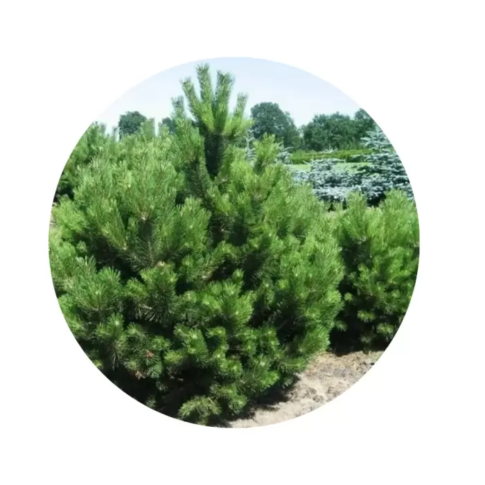 Сосна чорна (Pinus nigra)
