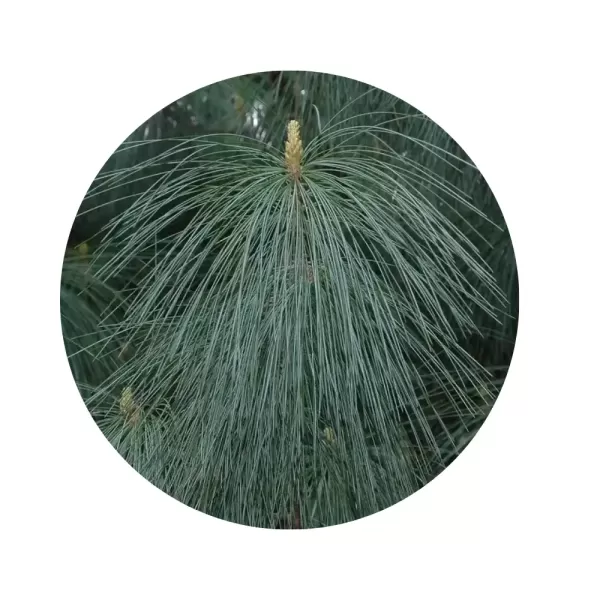 Сосна гімалайська (Гріфіта) (Pinus wallichiana) Сосна гімалайська (Гріфіта) (Pinus wallichiana)
