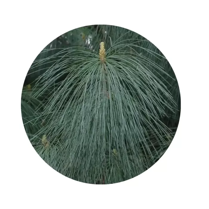 Сосна гімалайська (Гріфіта) (Pinus wallichiana) Сосна гімалайська (Гріфіта) (Pinus wallichiana)