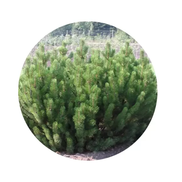 Сосна гірська «Монтана» (Pinus mugo montana)