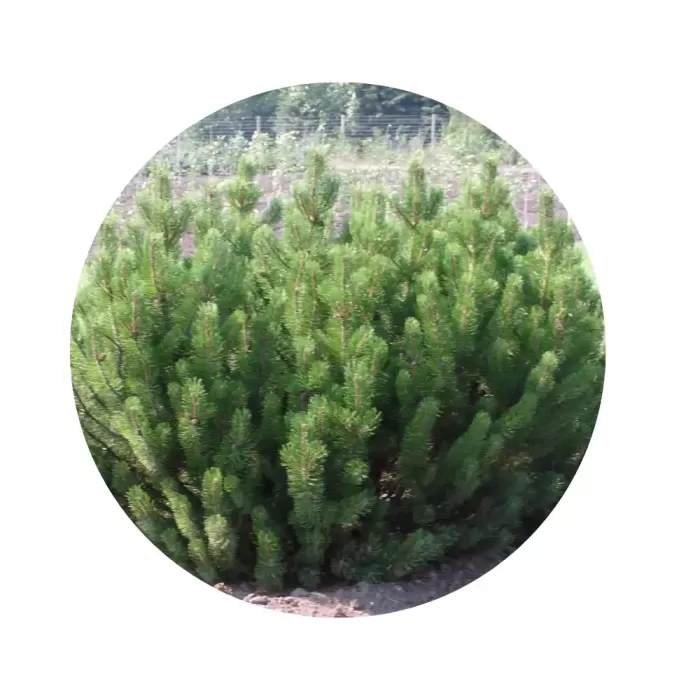 Сосна гірська «Монтана» (Pinus mugo montana)