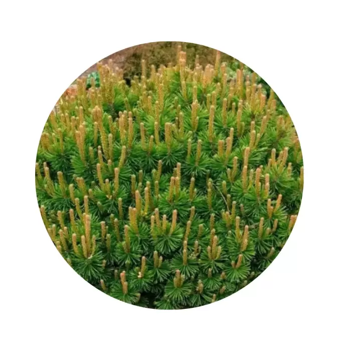 Сосна гірська «Мугус» (Pinus mugo mughus)