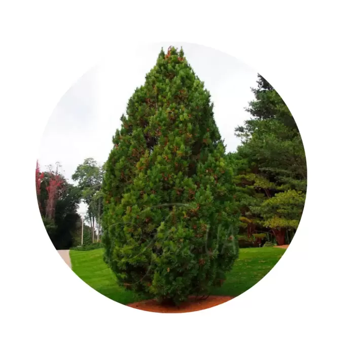 Сосна кедрова європейська «Горгана» (Pinus cembra)