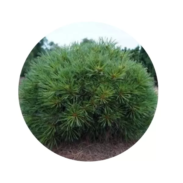 Сосна кедрова карликова сланка (Pinus pumila)