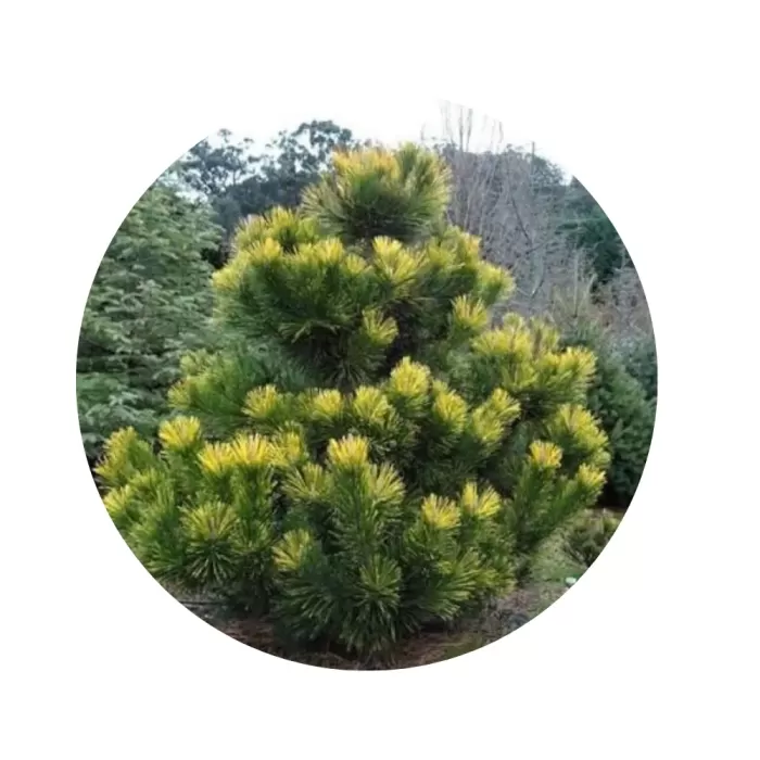 Сосна Тунберга (Японська чорна) (Pinus thunbergii)
