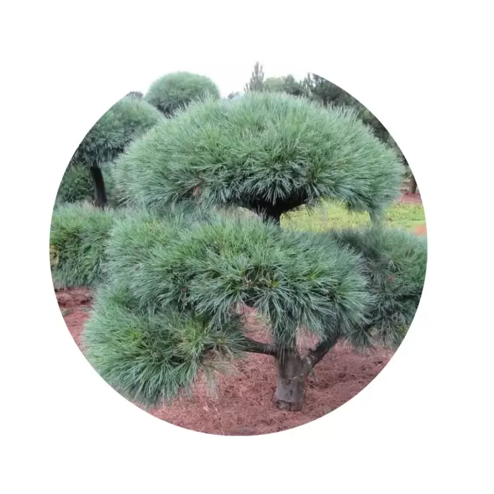 Сосна Веймутова (Pinus strobus)