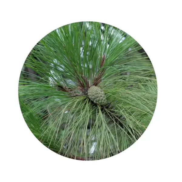 Сосна юньнаньська (Pinus yunnanensis)