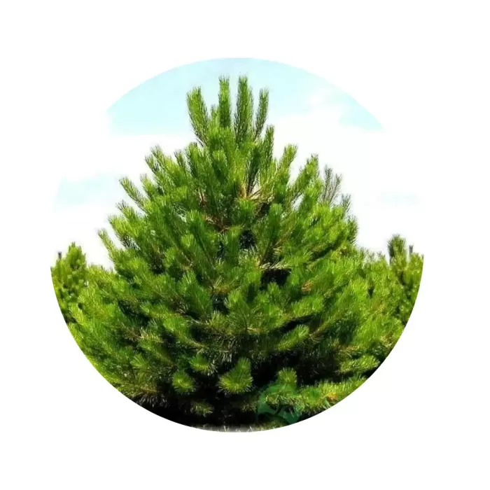 Сосна звичайна (Pinus sylvestris)