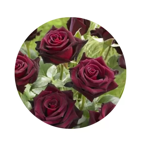 Троянда "Блек Баккара" (Black Baccara) (темно-бордові майже чорні оксамитові квіти)