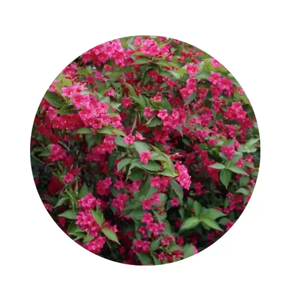 Вейгела гібридна «Bristol Ruby»