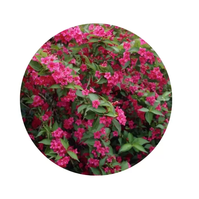 Вейгела гібридна «Bristol Ruby»