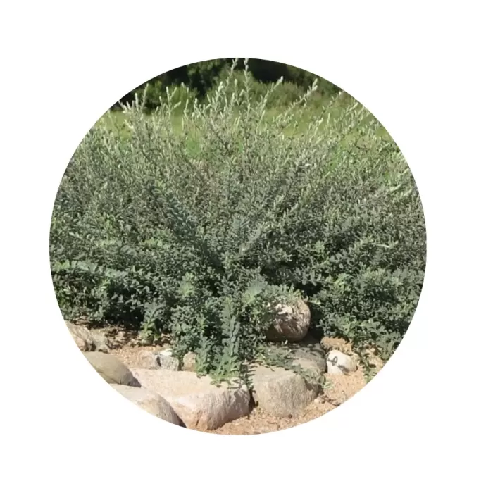 Верба повзуча "Нітіда" (Salix repens ‘Nitida’)