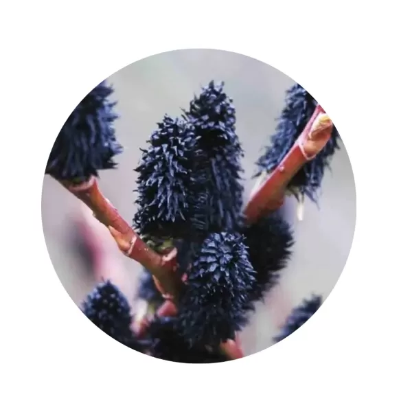 Верба тонкостовбурова "Меланостахіс" (Salix gracilistyla ‘Melanostachys’)