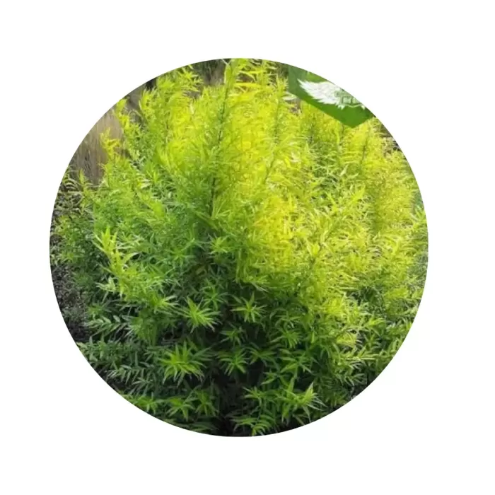 Верба удінська «Golden Sunshine» (Salix udensis “Golden Sunshine”)