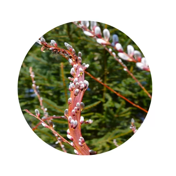 Верба удінська «Sekka» (Salix udensis ‘Sekka’)
