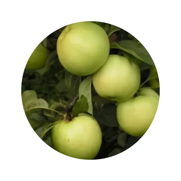 Яблуня "Антонівка біла" (біла м’якоть, осінній сорт)