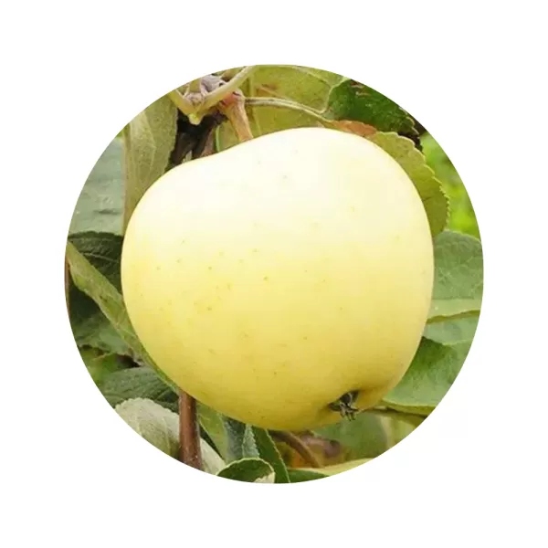 Яблуня "Білий налив" (біла м’якоть, літній сорт)