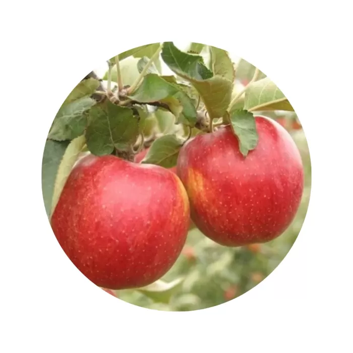 Яблуня "Джонаголд" (Jonagold) (кремово-біла м’якоть, зимовий сорт)