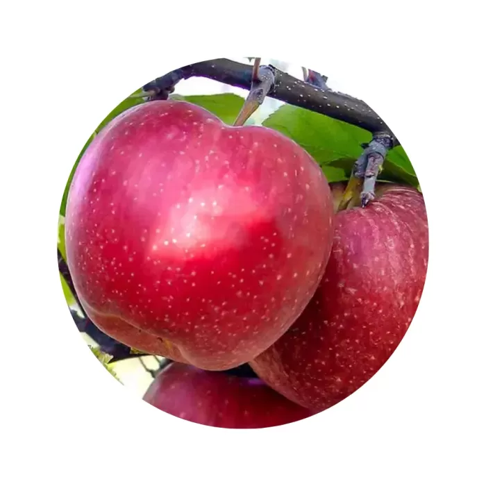 Яблуня "Фуджі" (Fuji) (кремово-біла м’якоть, зимовий сорт)