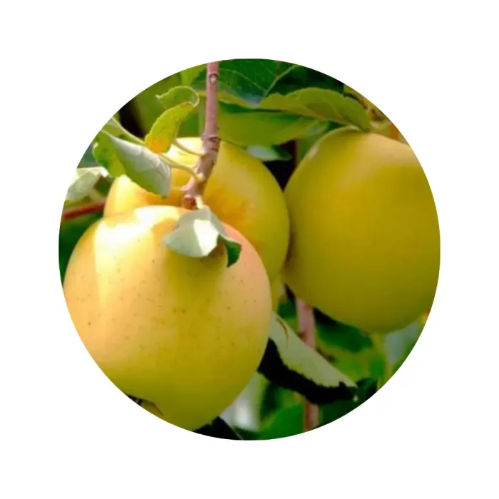 Яблуня "Голден Делішес" (Golden Delicious) (кремово-біла м’якоть, зимовий сорт)