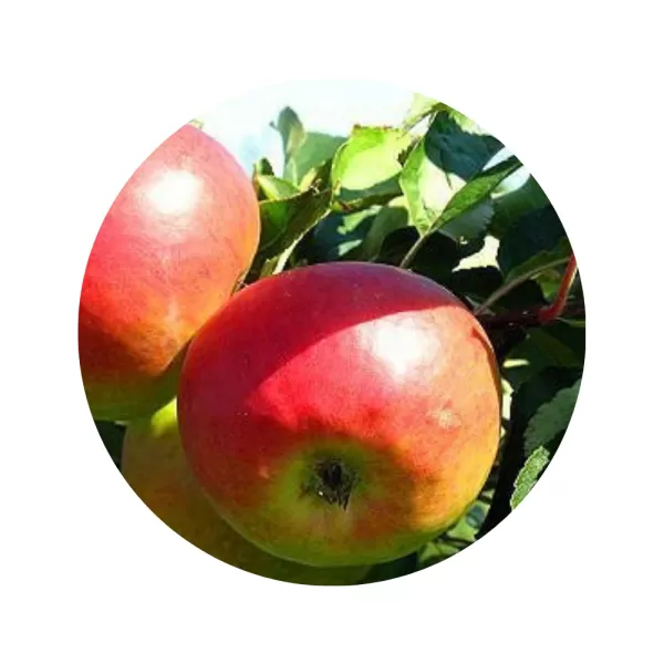 Яблуня "Лобо" (Lobo) (біла м’якоть, зимовий сорт)