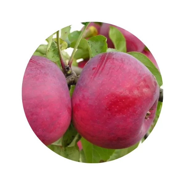 Яблуня "Макінтош" (McIntosh) (біла м’якоть, осінній сорт)