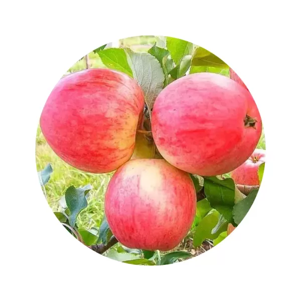 Яблуня "Мелба" (Melba) (біла м’якоть, літній сорт)