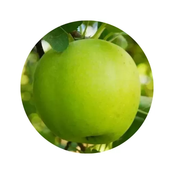 Яблуня "Муцу" (Mutsu) (кремово-біла м’якоть, зимовий сорт)