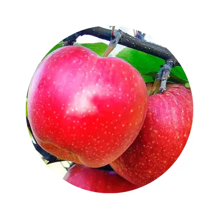 Яблуня "Пінк Леді" (Pink Lady) (кремово-біла м’якоть, зимовий сорт)