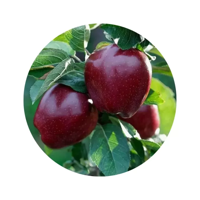 Яблуня "Ред Чіф" (Chief / Red Chief) (кремово-біла м’якоть, осінній сорт)