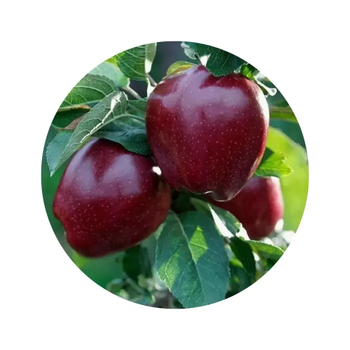 Яблуня "Ред Делішес" (Red Delicious) (кремово-біла м’якоть, зимовий сорт)