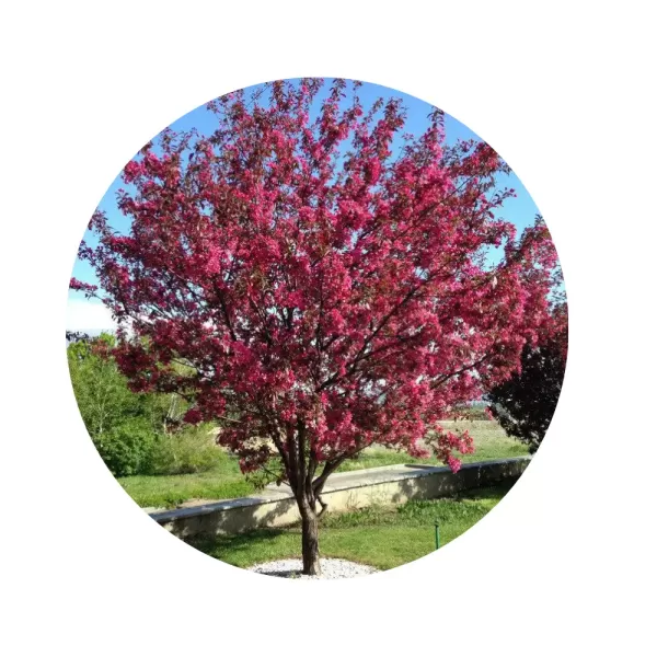 Яблуня пурпурова "Роялті" (Malus purpurea 'Royalty') (пурпурово-червона м’якоть, червонолистий декоративно-плодовий сорт)