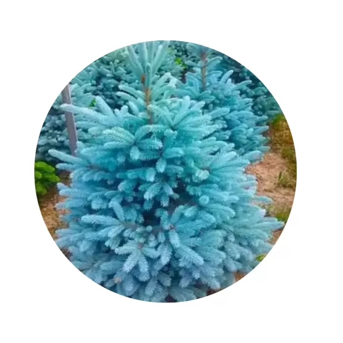 Ялина канадська «Денсата» (Picea glauca Densata)