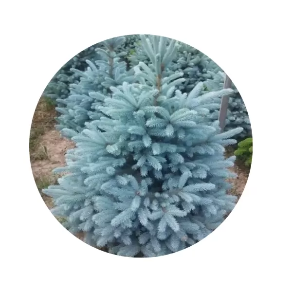 Ялина колюча «Кайбаб» (Picea glauca Kaibab)