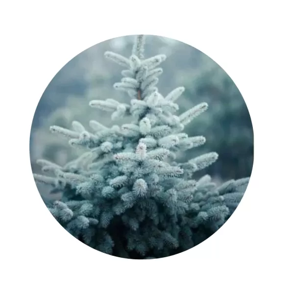 Ялина колюча «Колорадо» (Colorado blue spruce)