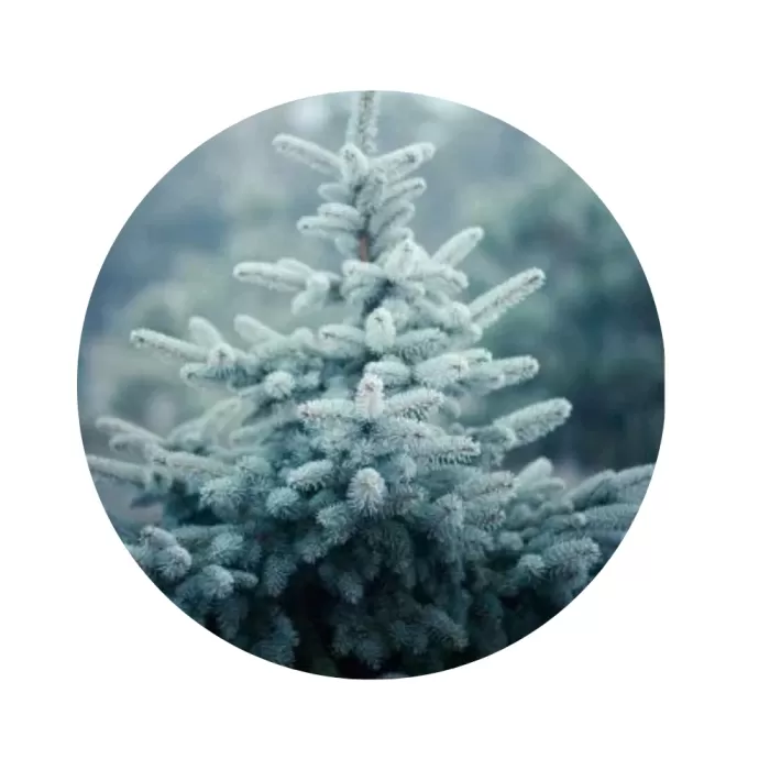 Ялина колюча «Колорадо» (Colorado blue spruce)