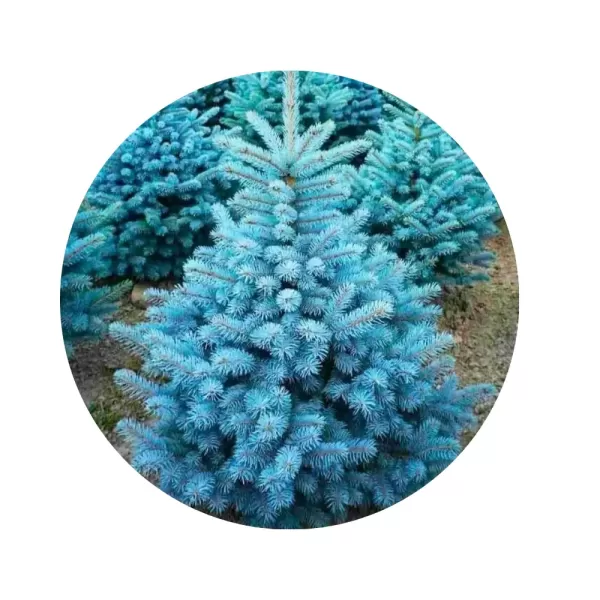 Ялина колюча «Маджестік» (Blue Spruce Majestic)