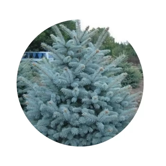 Ялина колюча «Санта Фе» (Picea pungens Santa Fe) Ялина колюча «Санта Фе» (Picea pungens Santa Fe)