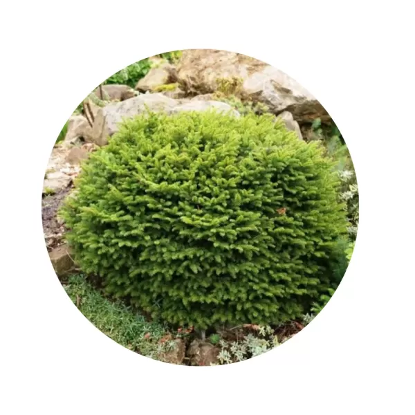 Ялина звичайна «Нідіформіс» (Picea abies Nidiformis) Ялина звичайна «Нідіформіс» (Picea abies Nidiformis)