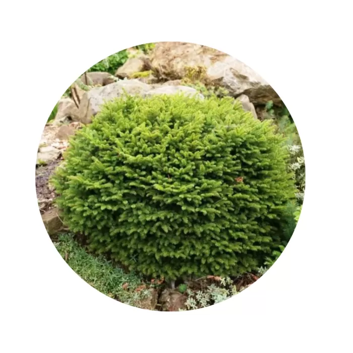Ялина звичайна «Нідіформіс» (Picea abies Nidiformis) Ялина звичайна «Нідіформіс» (Picea abies Nidiformis)