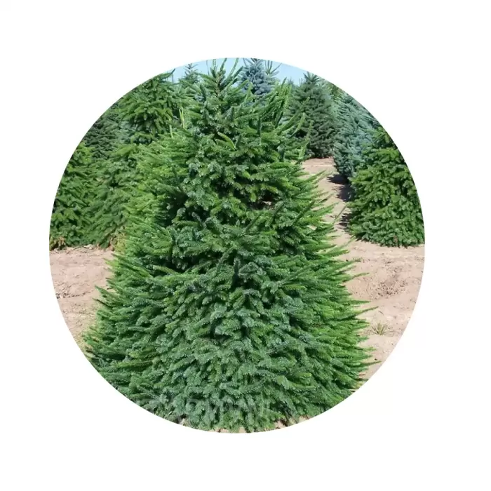 Ялина сербська (Picea omorika)