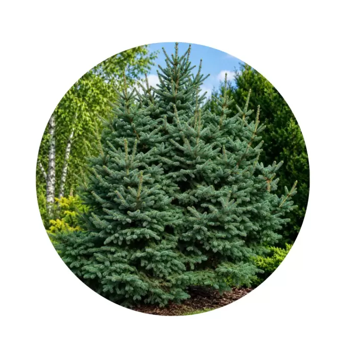 Ялина цинхайська (Picea crassifolia)