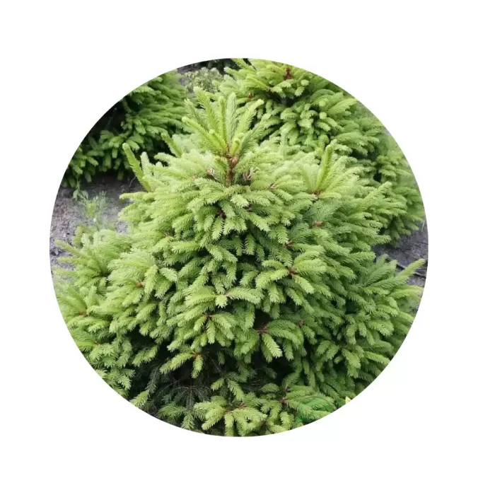 Ялина звичайна «Олендорфі» (Picea abies Ohlendorffii)