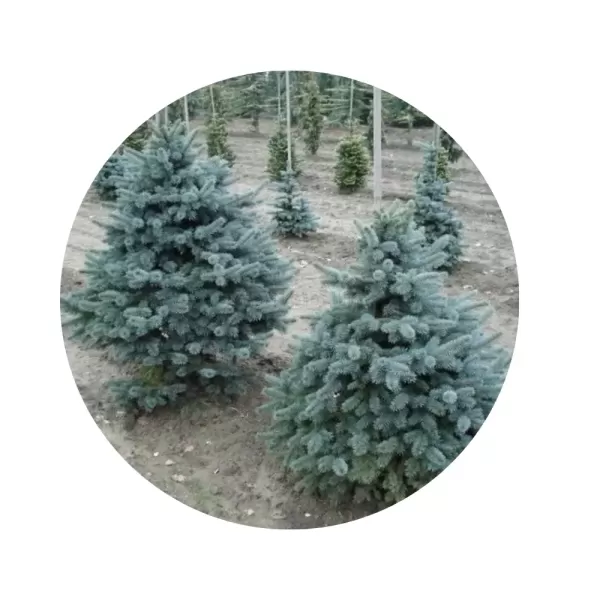 Псевдоцуга Мензіса блакитна / Ялиця Дугласа (Pseudotsuga menziesii)